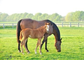 馬プラセンタの由来である馬