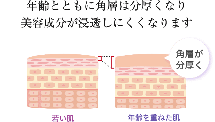 年齢とともに角層は分厚くなり美容成分が浸透しにくくなります。同時に真皮が薄くなり、ハリ不足に※イメージなので少し極端なイラストとして表現しています。