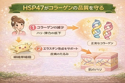 Hsp47のはたらき