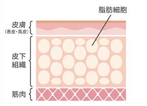 皮下組織と皮下脂肪