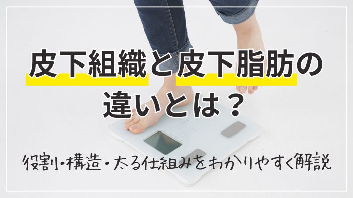 皮下組織と皮下脂肪の違い