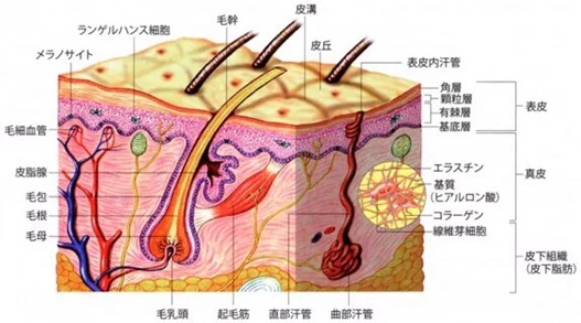 皮下組織を含む皮膚の断面図