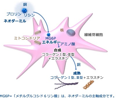 ネオダーミルの構造図