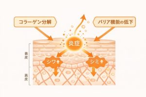 炎症老化がもたらす肌老化のメカズム
