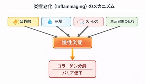 炎症老化のメカニズム