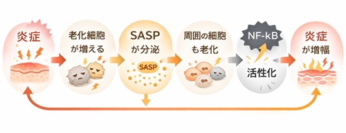 炎症老化の悪循環