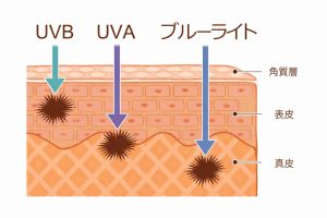 紫外線とブルーライトの肌への到達深度