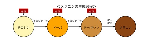 メラニンの生成過程
