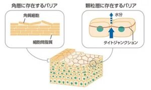タイトジャンクション