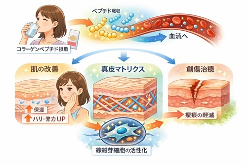 コラーゲンペプチドのメカニズムのイラスト