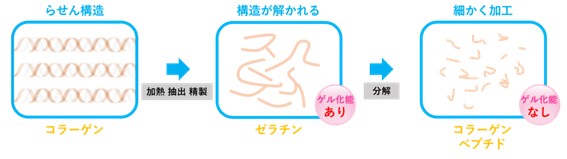 コラーゲンペプチドの加工プロセス