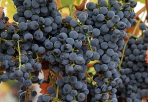 赤ワインの原料のブドウ