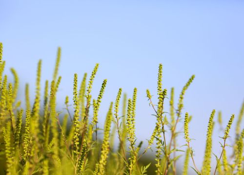 秋花粉のひとつのブタクサ