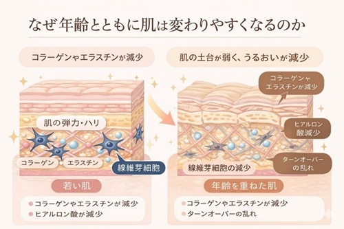 肌老化のメカニズム