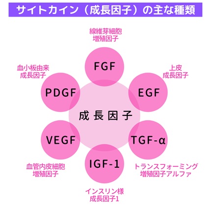 ヒト幹細胞培養上清液の成長因子