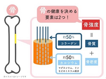 骨の構造