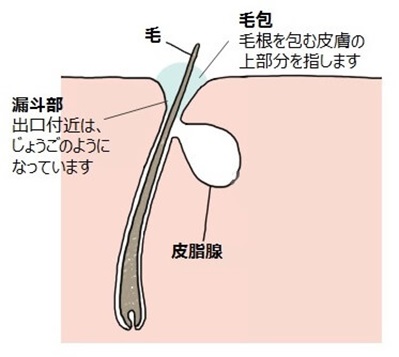 毛穴と皮脂腺の断面図