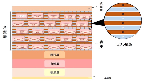 角質層の断面図