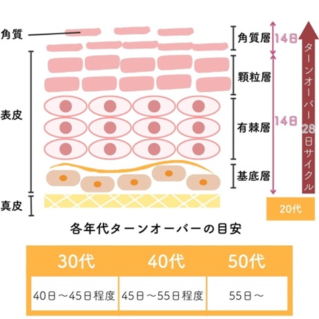 ターンオーバーの仕組み