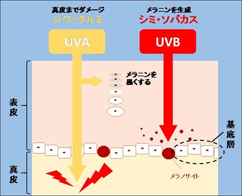 UVAとUVBの違い