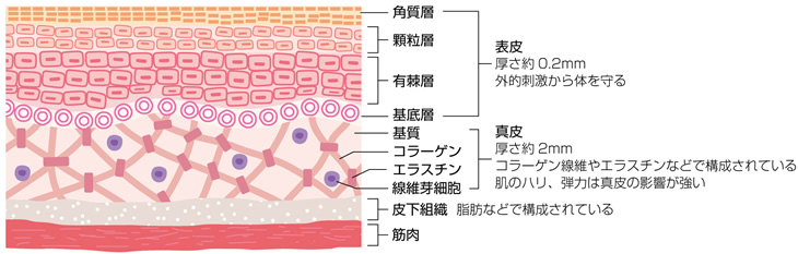 お肌の断面図のイラスト