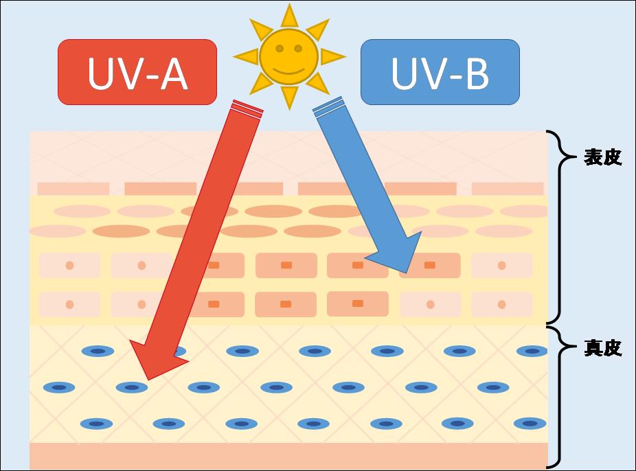 UVAとUVBの皮膚への浸透度の違いの図