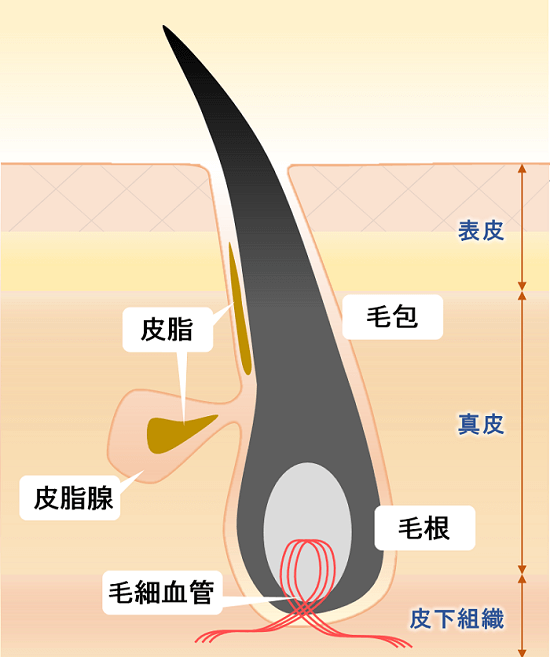 頭皮の毛穴と皮膚の構造のイラスト