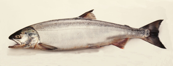 フィッシュコラーゲンの原料である魚