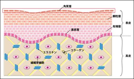 真皮にあるエラスチンを示す図