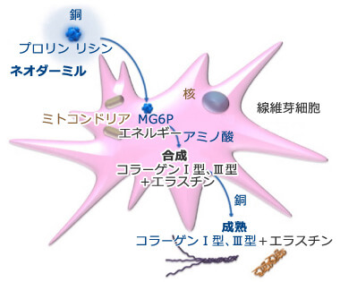化粧水に配合されるネオダーミルのイメージ