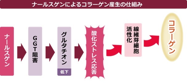 ナールスゲンのコラーゲン産生の仕組みの図
