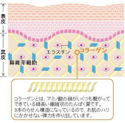 HSP（ヒートショックプロテイン）で形つくられる線維芽細胞内のコラーゲンの図