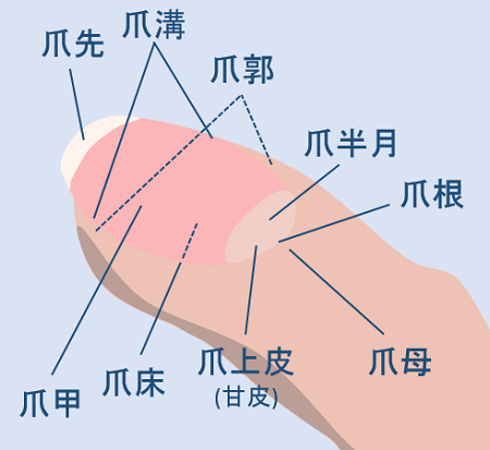 爪の各部位の名前が書かれたイラスト
