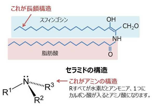 セラミドのアミド結合の図