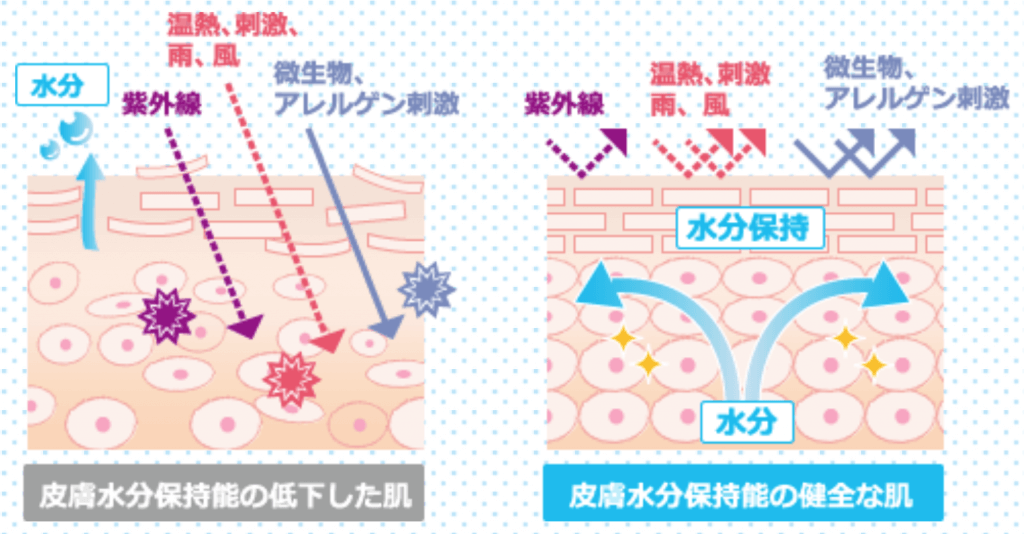 バリア機能の低下とほうれい線の関係