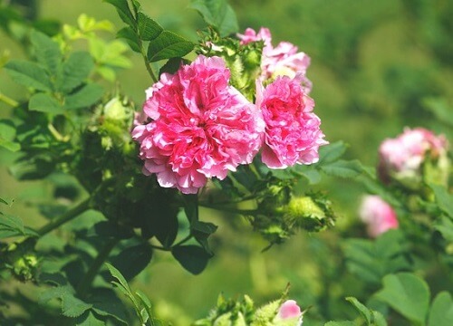 イザヨイバラの花の写真