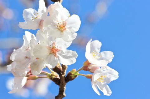 春の季節の象徴的な4月に咲いているサクラ