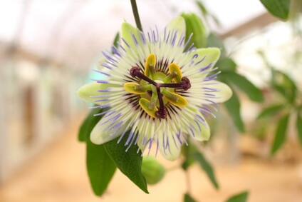 パッションフルーツ（クダモノトケイソウ）の花