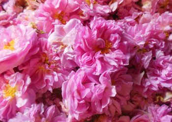 絶世の美女愛用！バラの女王ダマスクローズの花