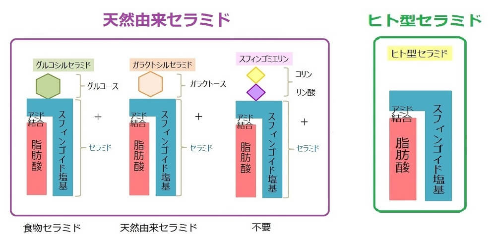 セラミドの構造図