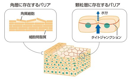 タイトジャンクションのモデル図