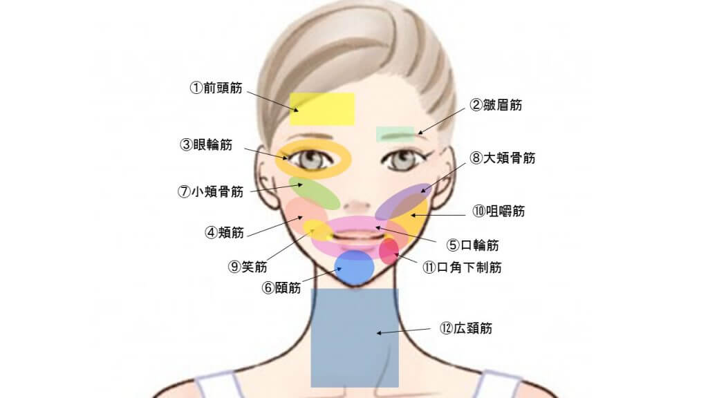 顔の表情筋を示した図