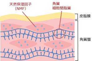 皮脂膜・角質層の断面図