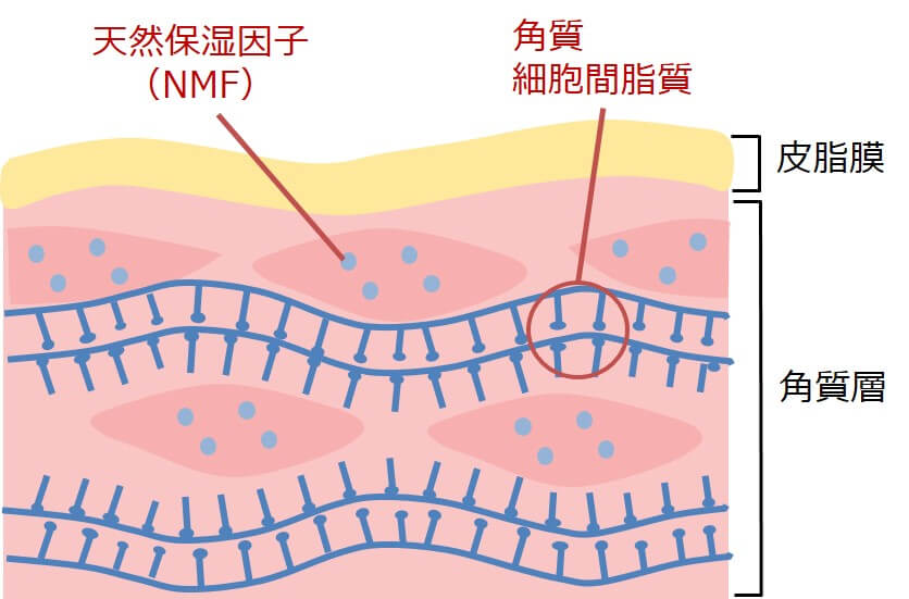 保湿の3大因子の1つであるNMFの図