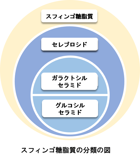スフィンゴ糖脂質の分類の図
