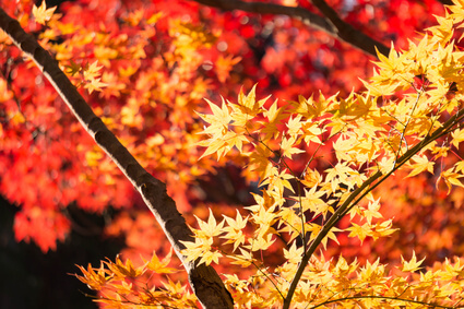 秋を連想させる紅葉