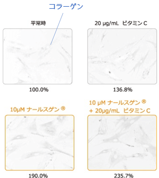 ナールスゲンとビタミンCの相乗効果の比較写真