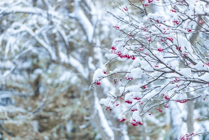 2月の雪景色