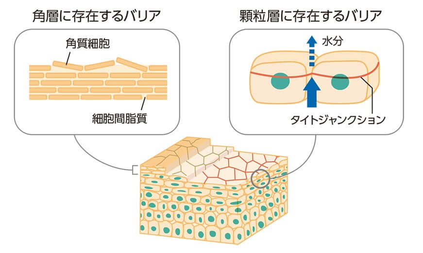 敏感肌に関係するタイトジャンクションの図