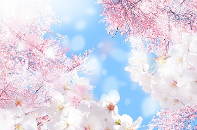 春を象徴する桜の花